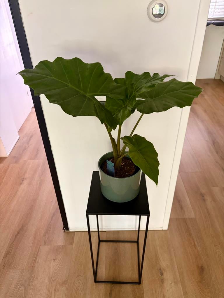 Alocasia kamerplant, Huis en Inrichting, Kamerplanten, Ophalen, Halfschaduw, Minder dan 100 cm