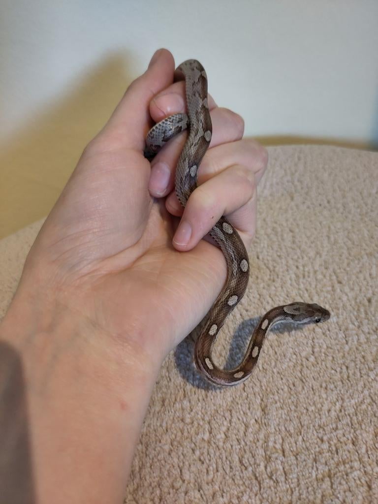 Rode rattenslang, Pantherophis guttatus, NK25 Anery M 0.0.1, Slang, 0 tot 2 jaar