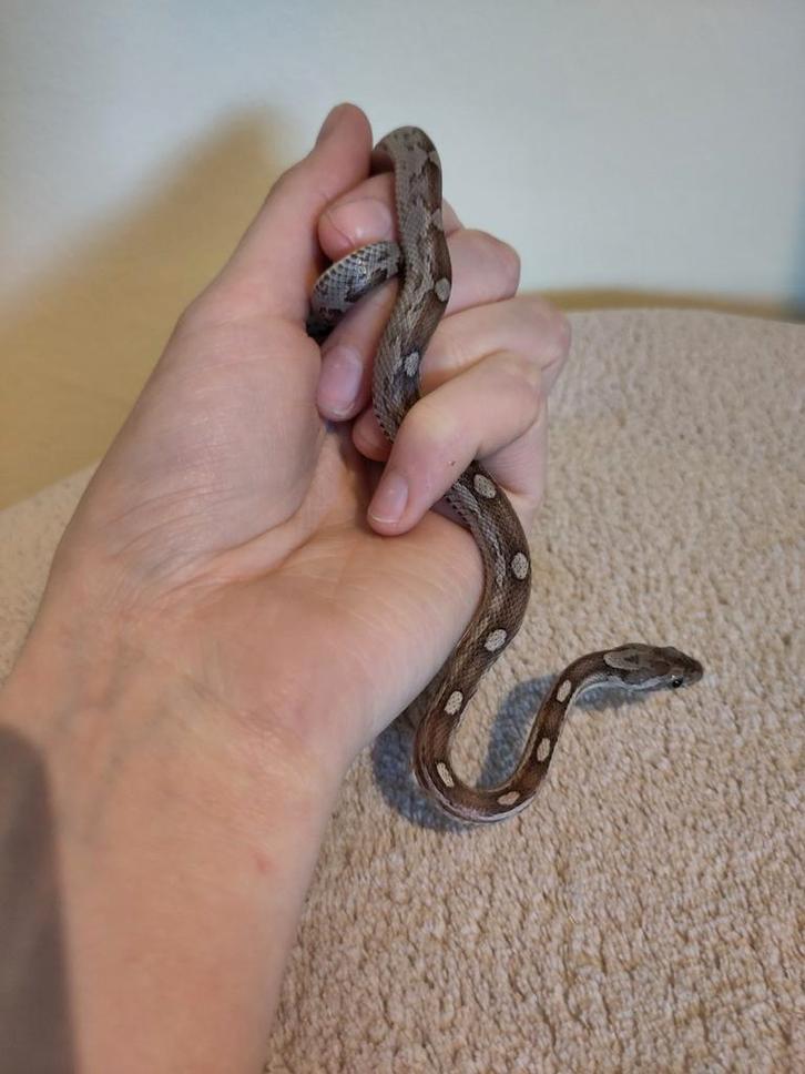 Rode rattenslang, Pantherophis guttatus, NK25 Anery M 0.0.1 Rat Snake - male for sale from Stella's Animals