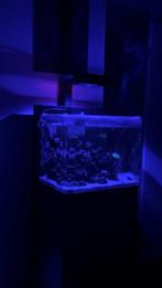 Complete Zoutwater Reef Aquarium Blue Marine 90, Dieren en Toebehoren, Ophalen of Verzenden, Zo goed als nieuw, Gevuld zeewateraquarium