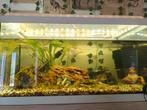 2 aquariums+vissen, Vis