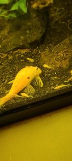 Te koop! Jonge L144 Blue Eyes. Per stuk €3,00, Vis, Zoetwatervis