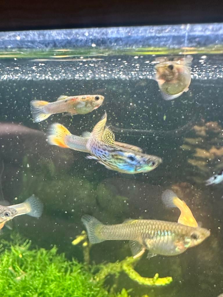 guppy’s, Vis