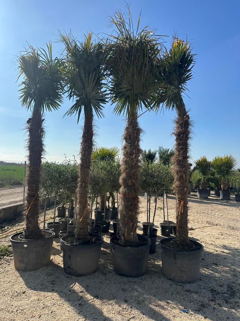 Trachycarpus fortunei palmbomen palmen, Tuin en Terras, Planten | Bomen, Ophalen