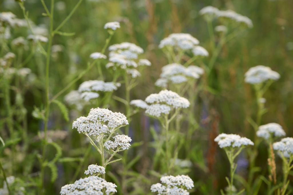 Achillea Duizendblad inheems (wit), Ophalen, Overige soorten, Volle zon