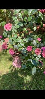 Grote pot met hortensia, Ophalen, Overige soorten, Halfschaduw