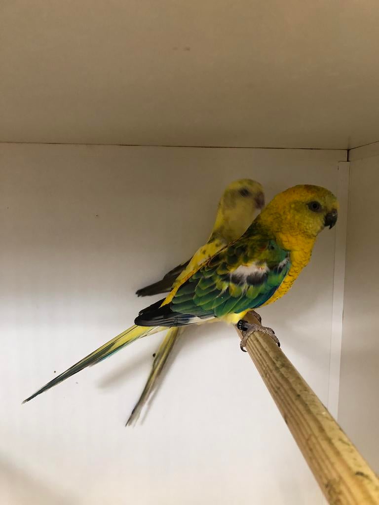 Div roodrugparkieten, Meerdere dieren, Parkiet