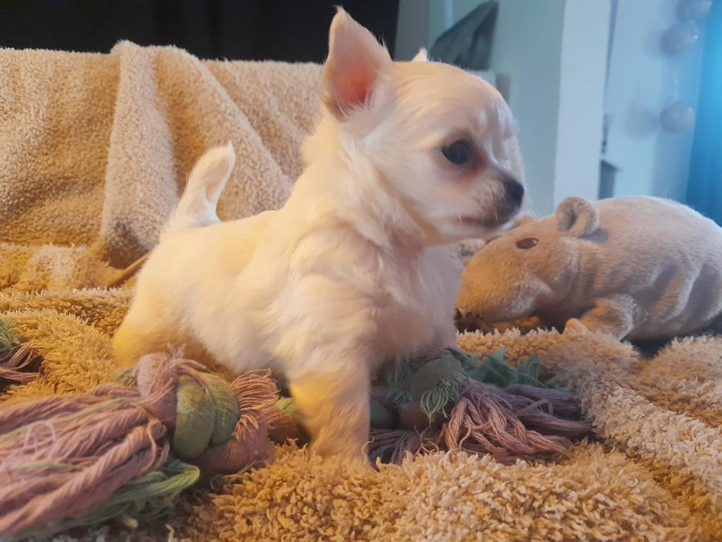 Chihuahua pups mini  mogen bijna verhuizen, Dieren en Toebehoren, Parvo, 8 tot 15 weken, Meerdere, Meerdere dieren