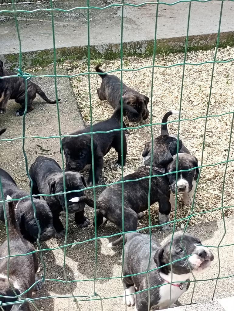 Top Gun Presa Canario heeft niuewe pups!, Particulier, Overige rassen, 8 tot 15 weken, Buitenland
