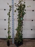 hedera - klimop stok 180cm, Ophalen, Bloeit niet, Klimplanten, Halfschaduw