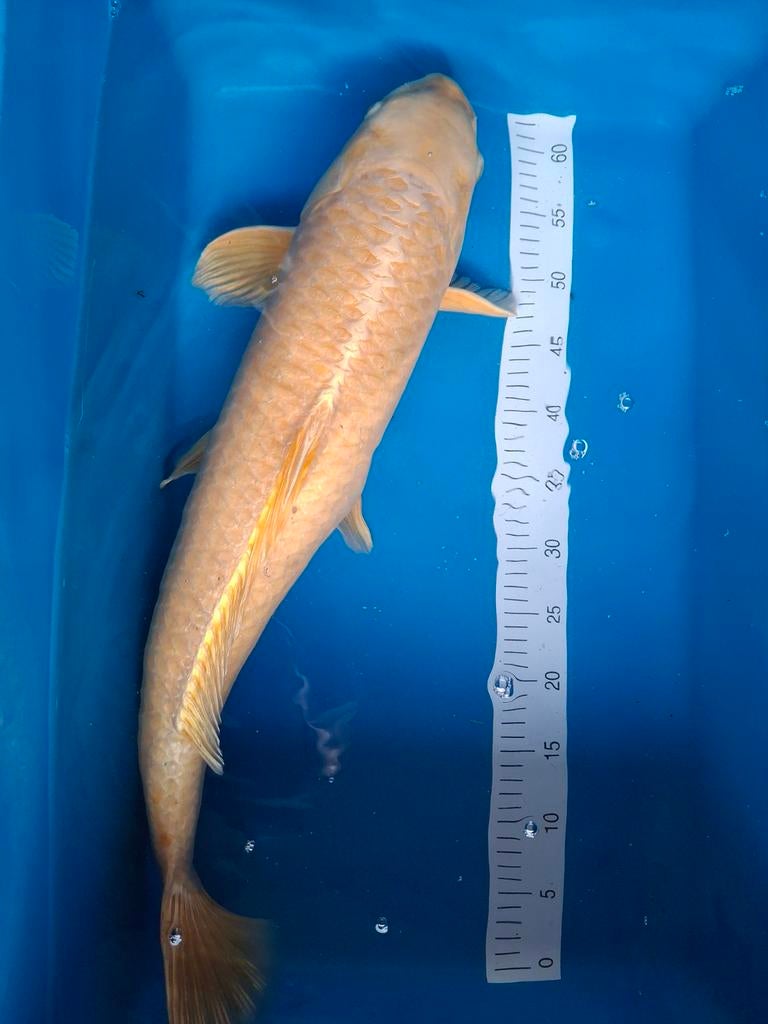 Koi platinum ogon 65 - 70 cm, Dieren en Toebehoren, Vissen | Vijvervissen, Karper of Koi