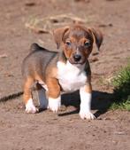 Te koop vrolijke Jack Russell pups., Parvo, Jack Russell Terriër, 8 tot 15 weken, Meerdere
