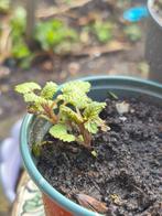 Citroenmelisse plantje - Vers en geurig kruid, Ophalen, Volle zon, Vaste plant, Kruiden