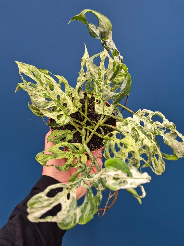 Monstera Frozen Freckless p12 (5)