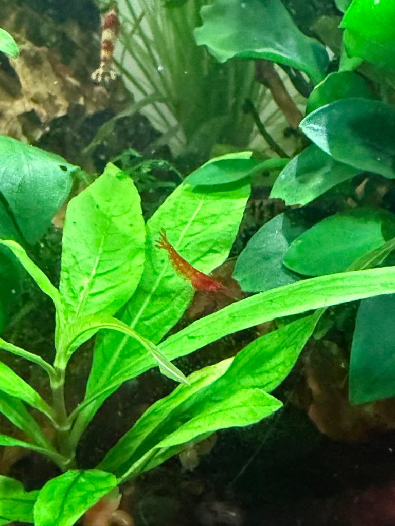 Jonge cherry red garnalen, Kreeft, Krab of Garnaal