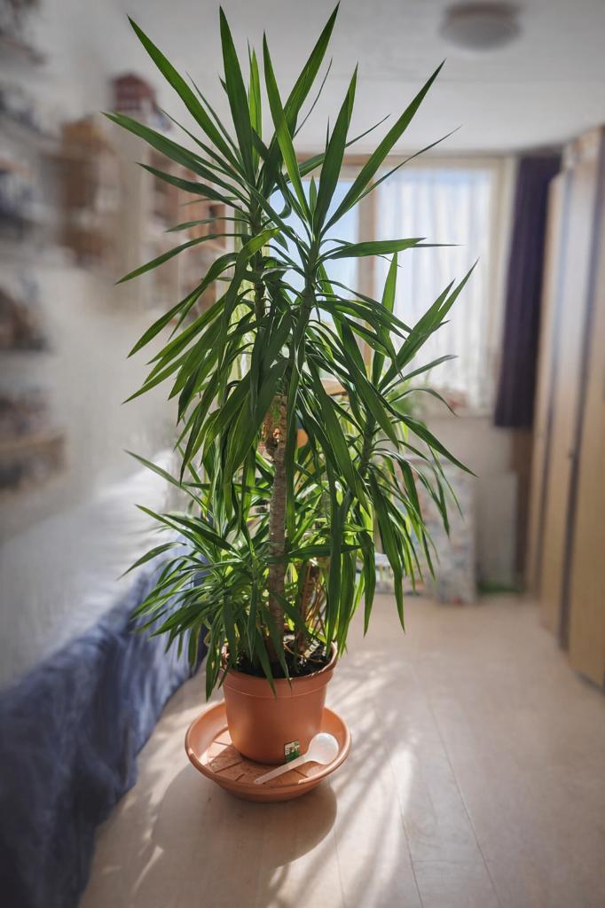 Yucca 2 meter €100, Ophalen, 200 cm of meer, Halfschaduw, In pot