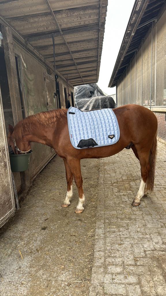 Lemieux Loire L mist, Dieren en Toebehoren, Paarden en Pony's | Dekens en Dekjes, Ophalen of Verzenden