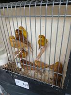 10 agaat kanaries uit buiten volière, Dieren en Toebehoren, Vogels | Kanaries, Meerdere dieren, Kleurkanarie