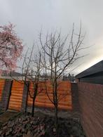 Perenbomen - Diverse hoogtes, Ophalen, 400 cm of meer, Appelboom, Lente