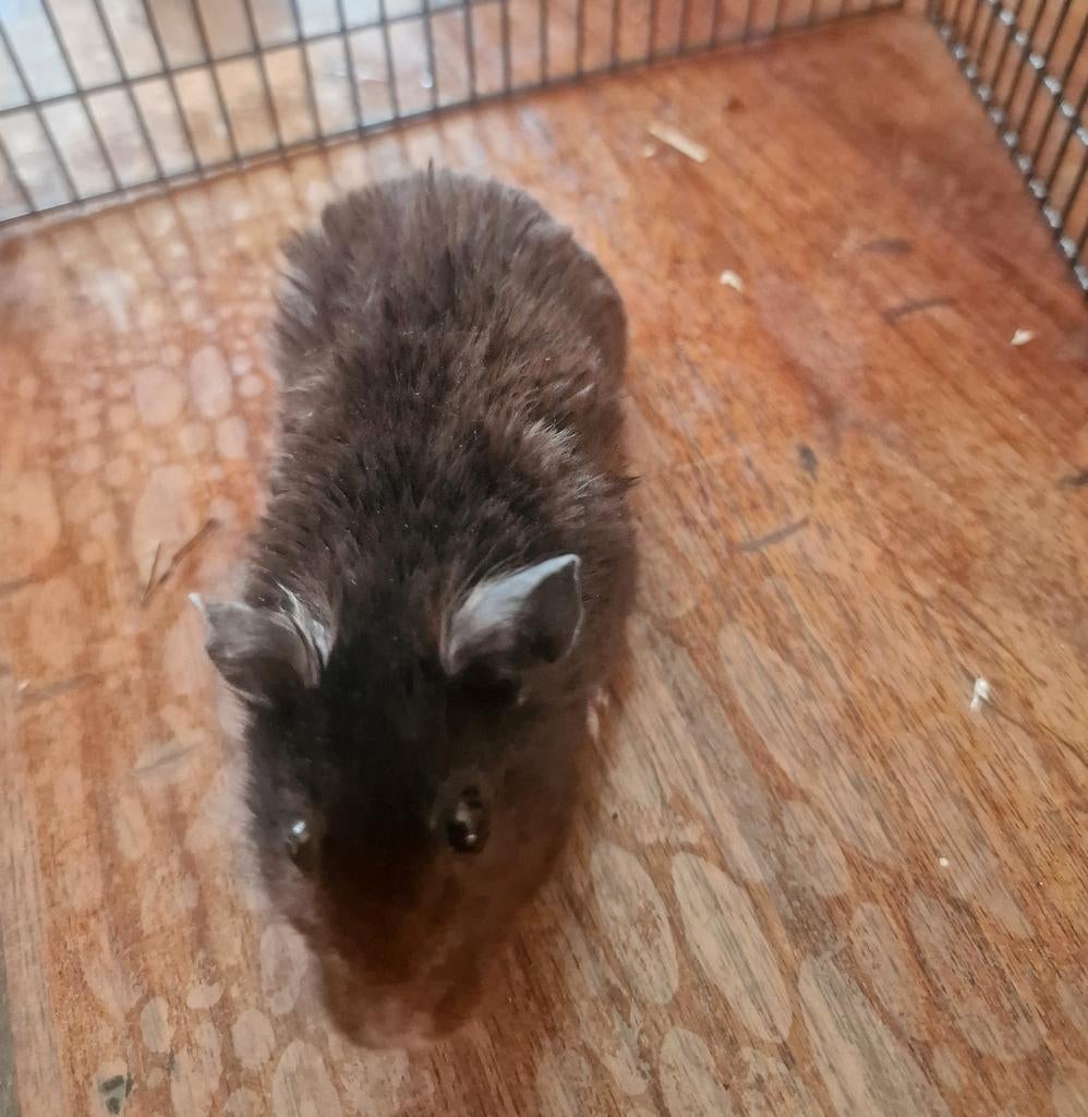 Hamster 6 mnd oud. M. Bruin met wit befje., Dieren en Toebehoren, Knaagdieren, September, Mannelijk