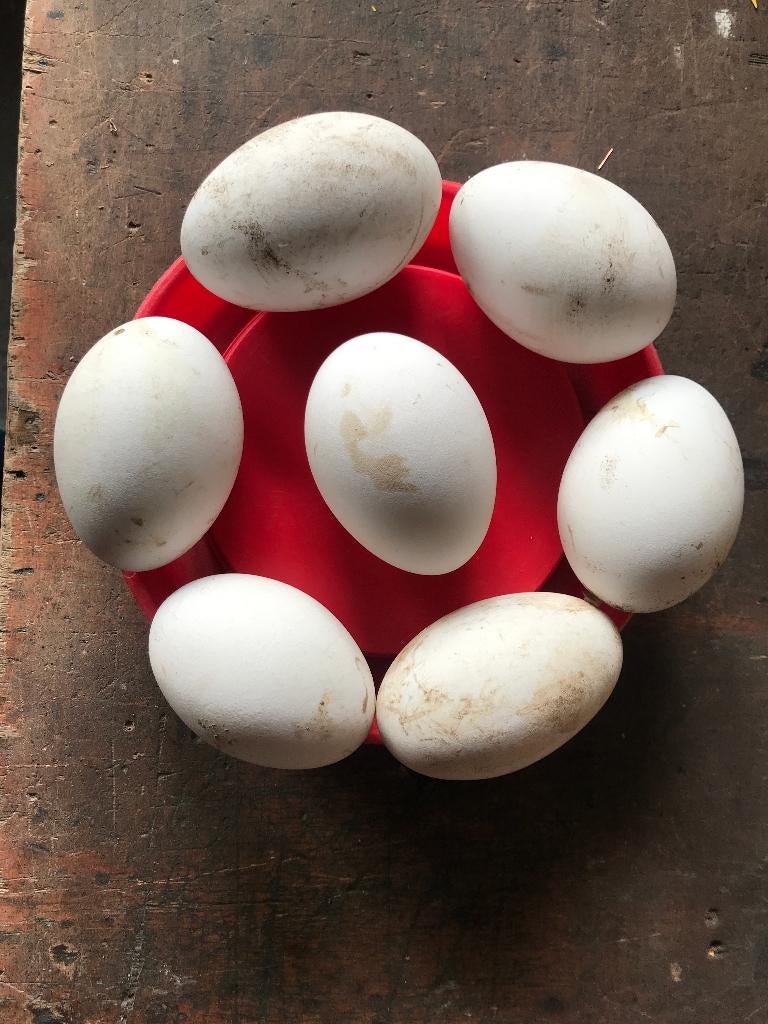Ganzen eieren, Geslacht onbekend, Gans of Zwaan