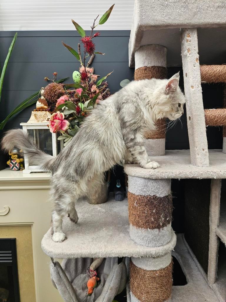 Maine Coon maatje., Dieren en Toebehoren, Katten en Kittens | Raskatten | Langhaar, Poes, Met stamboom