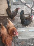 4 Chabo Ras krielkipjes,Tarwe en Grijs/blauw, Dieren en Toebehoren, Pluimvee, Vrouwelijk, Kip