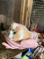 Cacia, Dieren en Toebehoren, Knaagdieren, Cavia, Februari, Mannelijk, Tam