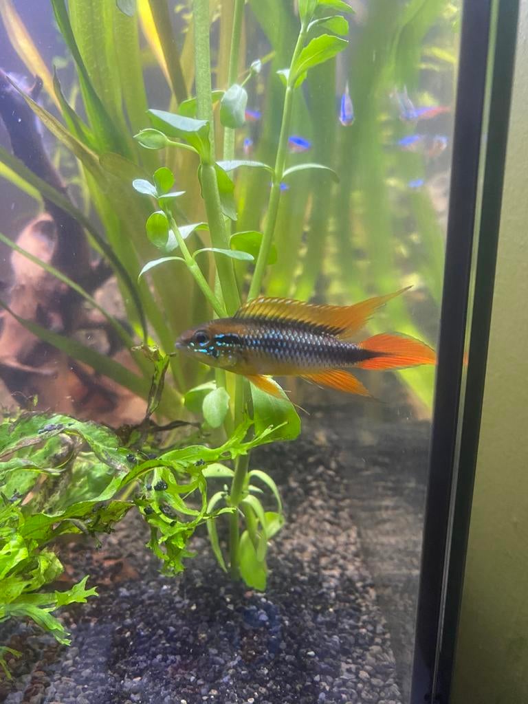 Koppel apistrogramma agassizzii (double red) vis, Dieren en Toebehoren, Vissen | Aquariumvissen, Vis, Zoetwatervis