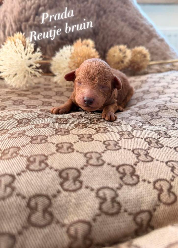 Uniek nestje Toypoedel pups te koop, Dieren en Toebehoren, Honden | Chihuahua's en Gezelschapshonden, Meerdere dieren, Poedel