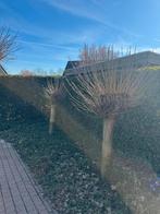 Knotwilgen - Zelf verwijderen, Overige soorten, Lente, 100 tot 250 cm, Ophalen