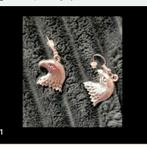 Zilveren oorbellen adelaar, Hangers, Verzenden, Nieuw, Zilver