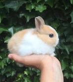 Kleurdwerg konijnen gezocht!, Dieren en Toebehoren, Meerdere dieren, Dwerg