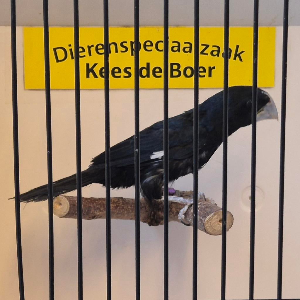 Twatwa man, Dieren en Toebehoren, Vogels | Overige Vogels, Mannelijk, Geringd