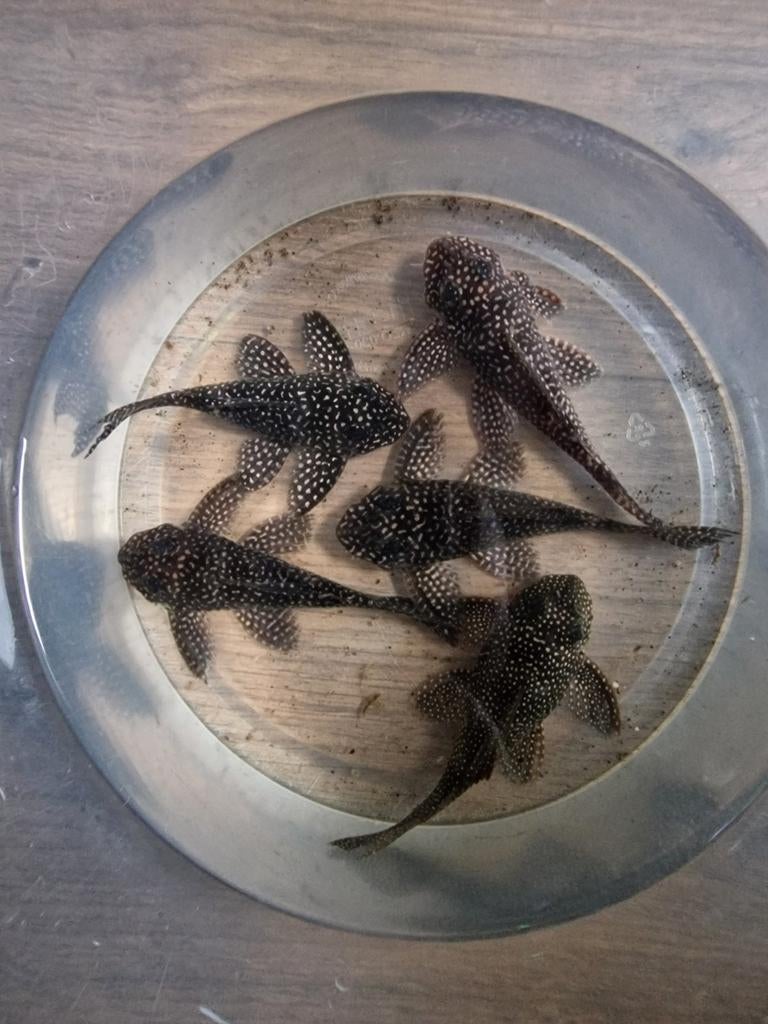 L136 hypancistrus sp., Dieren en Toebehoren, Vis