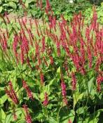 duizendknoop Persicaria amplexicaulis 'Speciosa', Ophalen, Bodembedekkers, Volle zon, Vaste plant