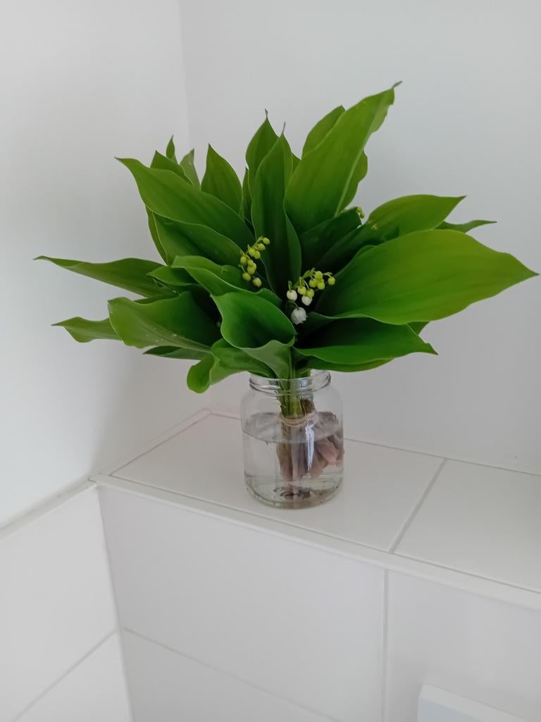 Bosje verse lelietjes van dalen, Ophalen of Verzenden, Nieuw