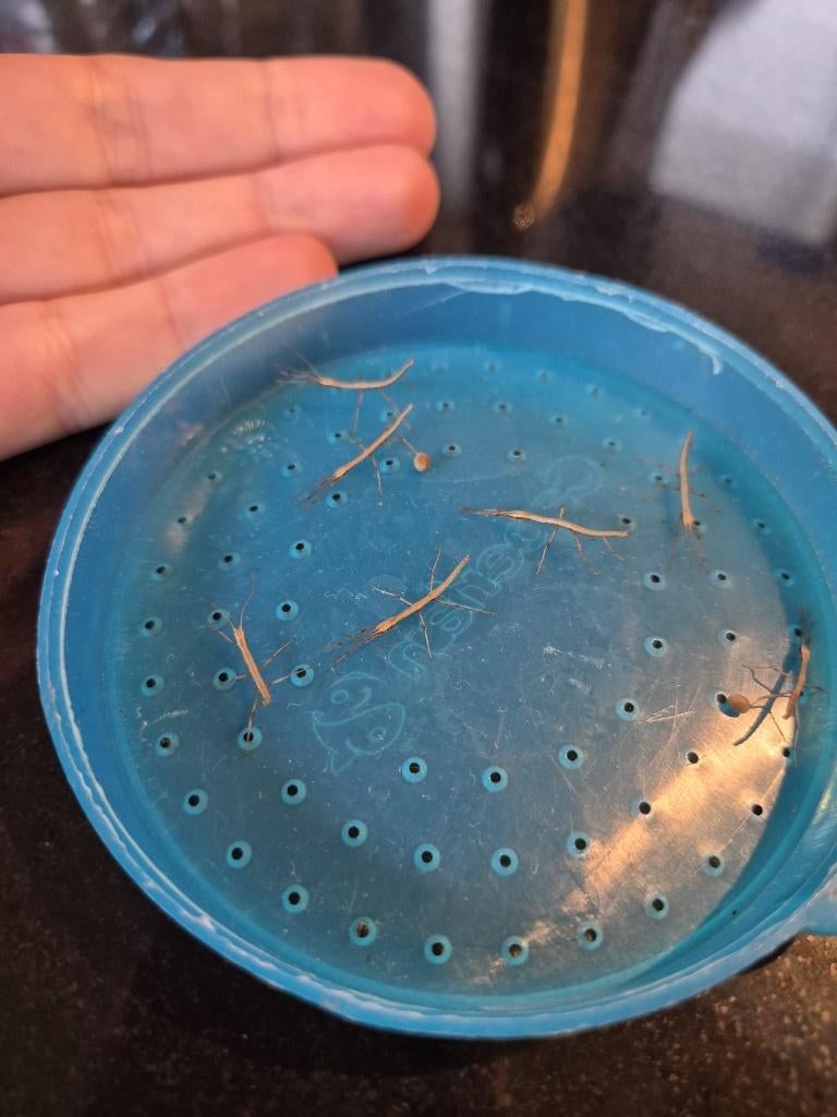 Nimfje Wandelende tak, Dieren en Toebehoren, Wandelende tak