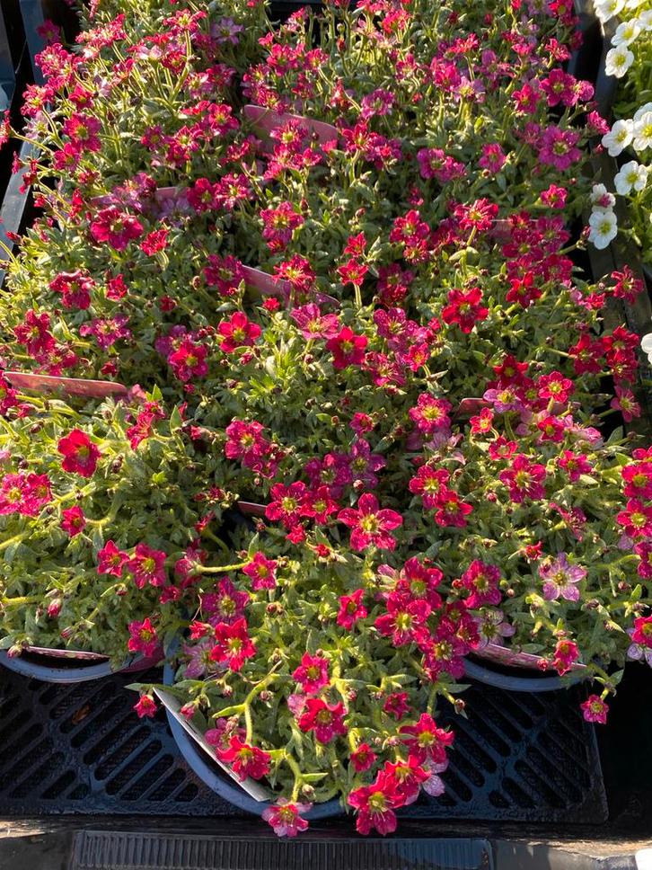 Saxifraga: Witte en roze/rode rotsplantjes, Tuin en Terras, Planten | Tuinplanten, Vaste plant, Bodembedekkers, Volle zon, Lente