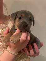 Jack Russel pups, Black and Tan en Blue and Tan, Jack Russell Terriër, 8 tot 15 weken, Parvo, Meerdere