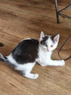 2 prachtige kittens ( 11wk) zoeken samen een nieuw huisje., Dieren en Toebehoren, Katten en Kittens | Overige Katten, Meerdere dieren