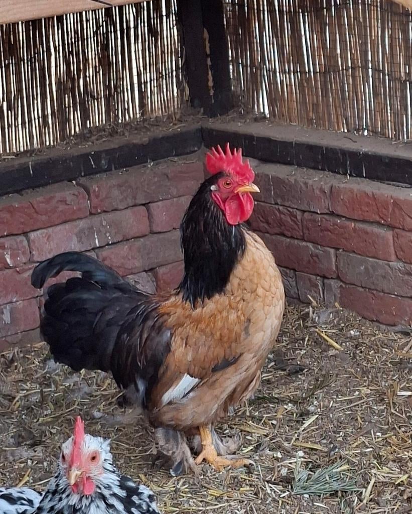 Haan Cochin/hollandsekriel, Dieren en Toebehoren, Mannelijk, Kip