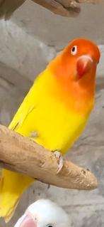 Gele/lutino/creme fischeri, Dieren en Toebehoren, Vogels | Parkieten en Papegaaien, Geslacht onbekend, Dwergpapegaai of Agapornis