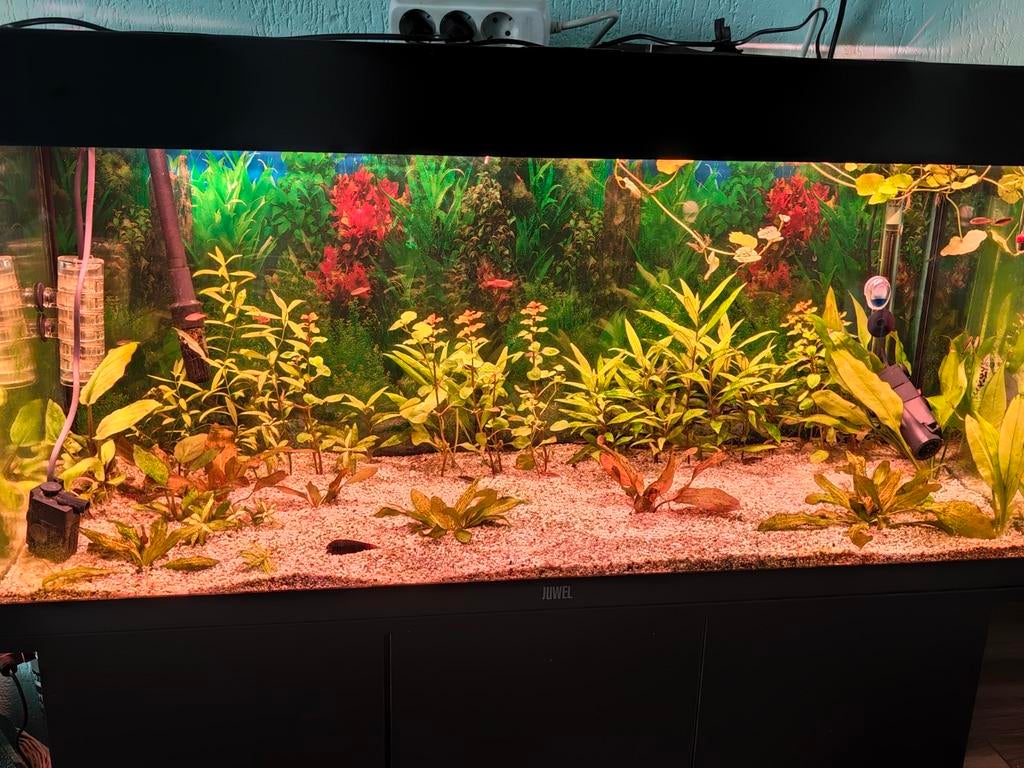 Juwel rec 180 100*50*40. Compleet met techniek. Leeg, Ophalen, Gevuld zoetwateraquarium