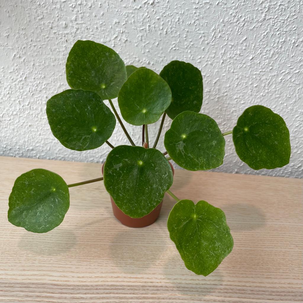 Pilea ‘Sugar’ stekje, Huis en Inrichting, Kamerplanten, Ophalen, Overige soorten, Halfschaduw, In pot
