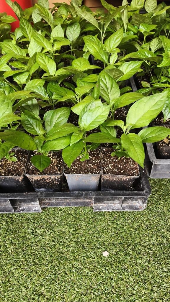 Surinaamse groenten Bitawiri (bitterblad), Tuin en Terras, Planten | Tuinplanten, Ophalen, Eenjarig, Groenteplanten, Volle zon