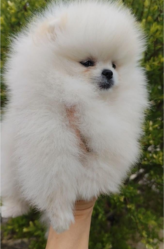 Pomeranian Spitz cream, Dieren en Toebehoren, Honden | Poolhonden, Keeshonden en Oertypen, Keeshond, 15 weken tot 1 jaar, Reu