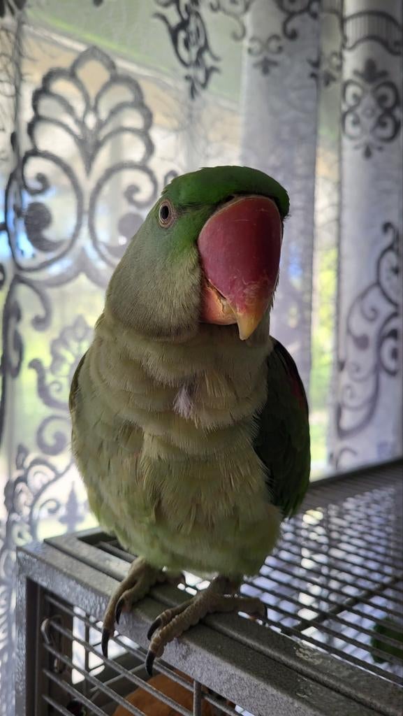 Grote alexander parkiet met kooi., Dieren en Toebehoren, Vogels | Parkieten en Papegaaien, Mannelijk, Parkiet, Tam