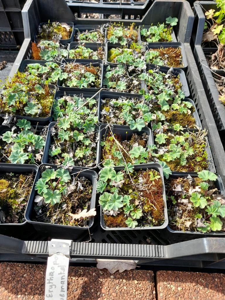 Dwerg vrouwenmantel P9, Ophalen of Verzenden, Overige soorten, Volle zon