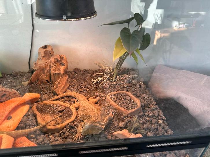 Gratis 4 baardagaams Bearded Dragon - unknown for sale from Maral Balazadeh